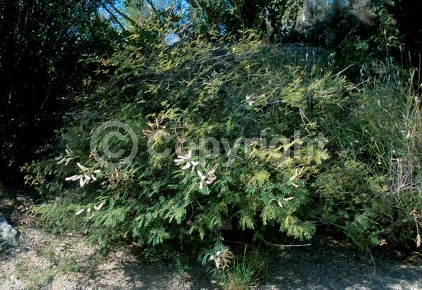 White blooms; North American Native