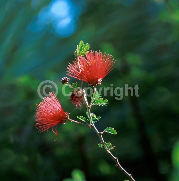 Red blooms; Deciduous; North American Native