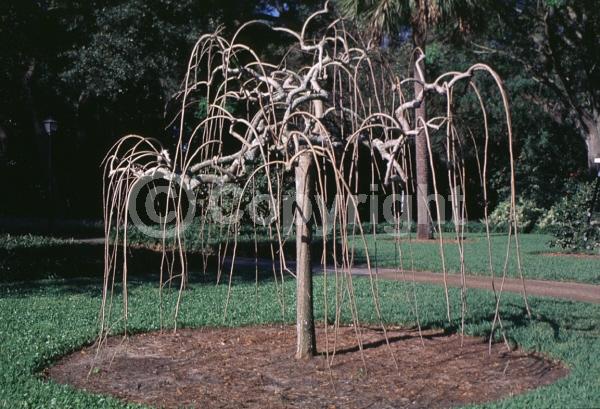 Yellow blooms; Green blooms; Deciduous; Broadleaf