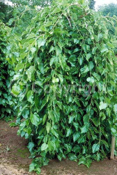 Yellow blooms; Green blooms; Deciduous; Broadleaf