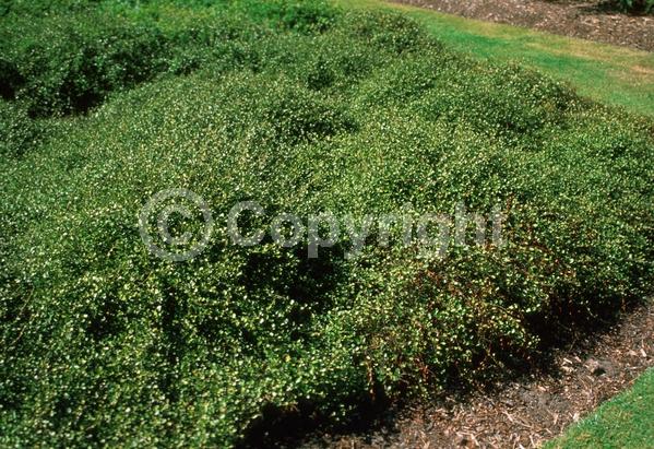 White blooms; Semi-evergreen