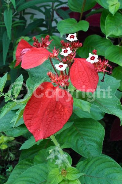 Yellow blooms; Pink blooms; Evergreen