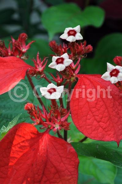 Yellow blooms; Pink blooms; Evergreen