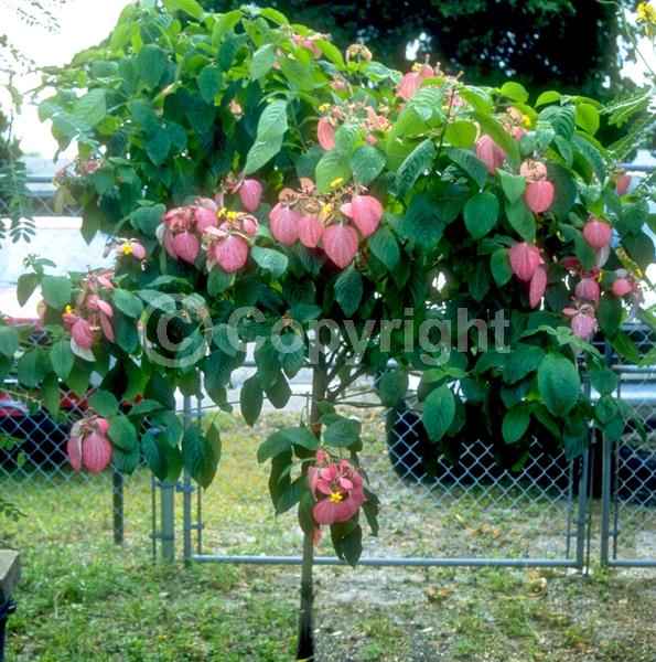 Yellow blooms; Pink blooms; Evergreen