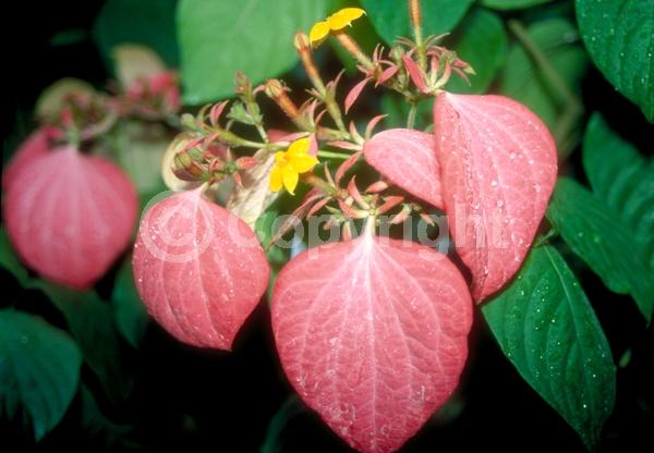 Yellow blooms; Pink blooms; Evergreen