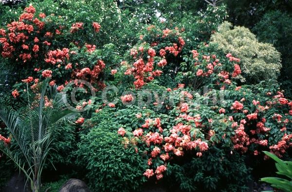 Yellow blooms; Pink blooms; Evergreen