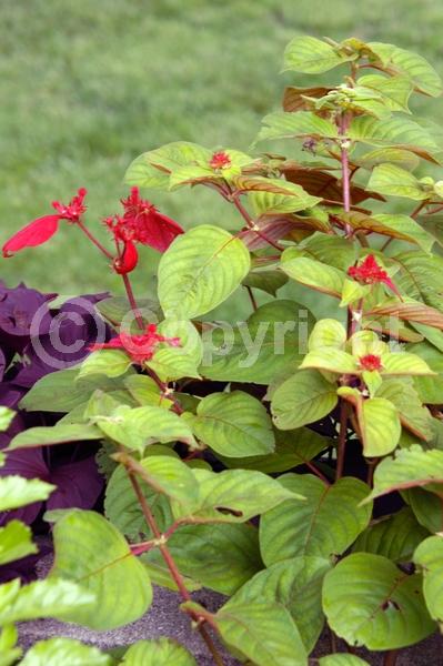 Yellow blooms; Pink blooms; Evergreen