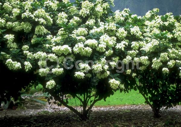 Yellow blooms; White blooms; Evergreen