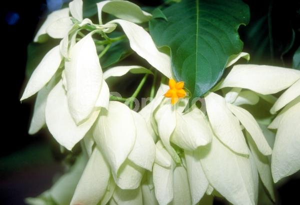 Yellow blooms; White blooms; Evergreen