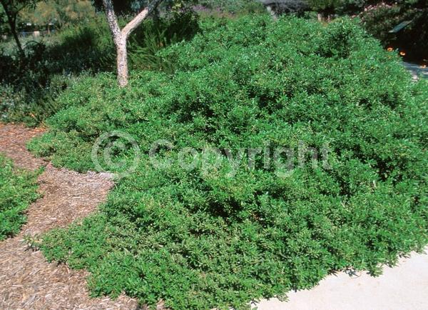 White blooms; Evergreen