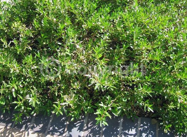 White blooms; Evergreen