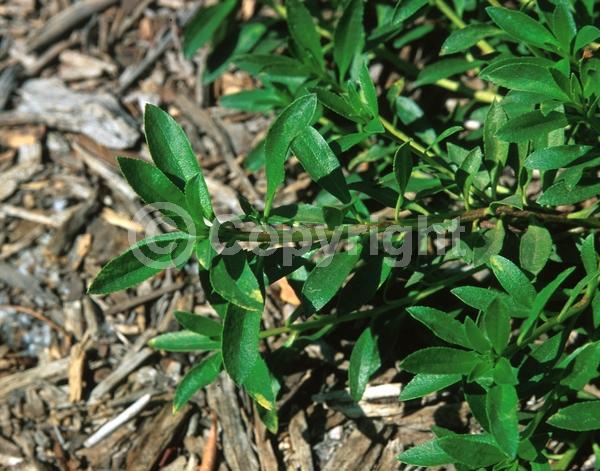 White blooms; Evergreen
