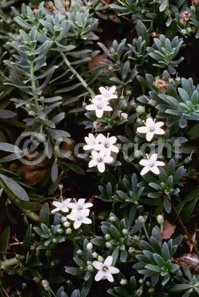 White blooms; Lavender blooms; Evergreen; Broadleaf