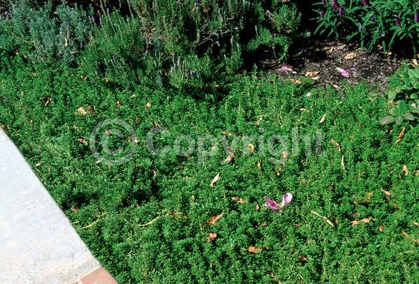 White blooms; Lavender blooms; Evergreen; Broadleaf