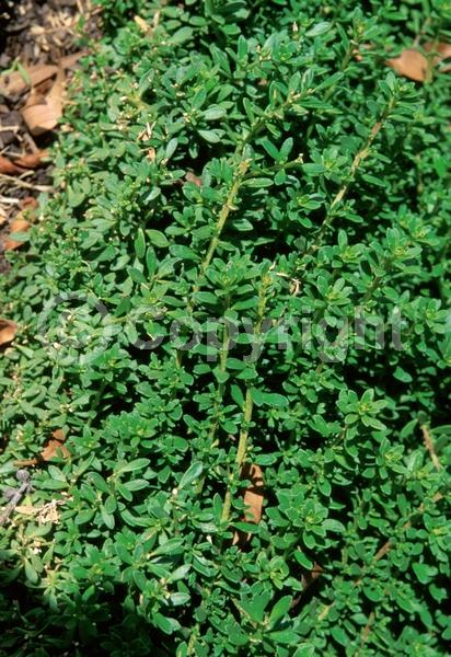 White blooms; Lavender blooms; Evergreen; Broadleaf
