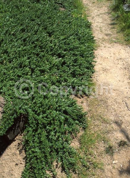 White blooms; Lavender blooms; Evergreen; Broadleaf