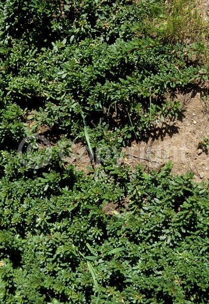 White blooms; Lavender blooms; Evergreen; Broadleaf