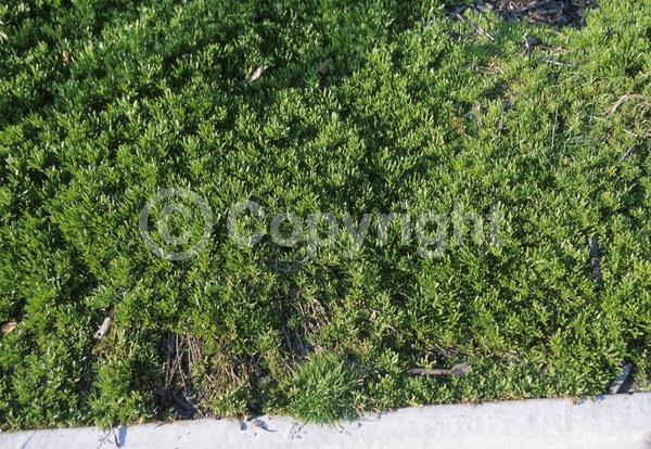 White blooms; Lavender blooms; Evergreen; Broadleaf