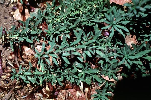 White blooms; Lavender blooms; Evergreen; Broadleaf