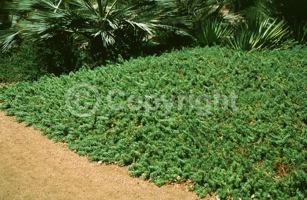 White blooms; Lavender blooms; Evergreen; Broadleaf
