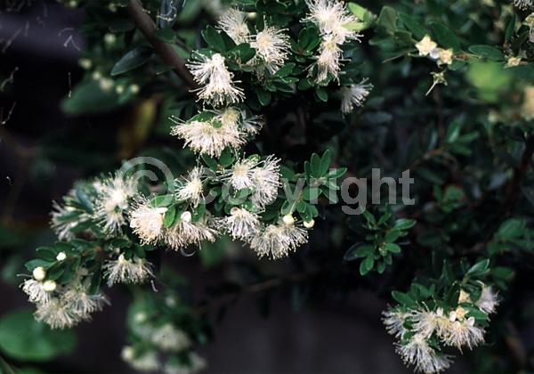 White blooms; Evergreen