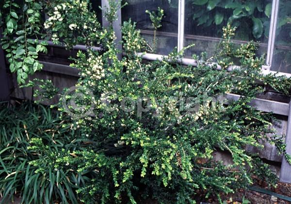 White blooms; Evergreen