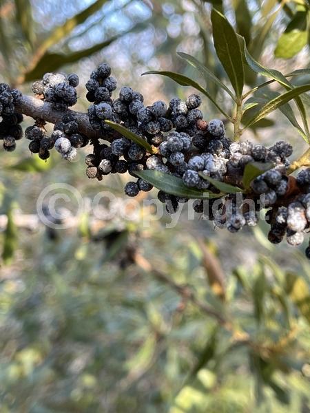 Green blooms; Semi-evergreen; Deciduous; Broadleaf; North American Native