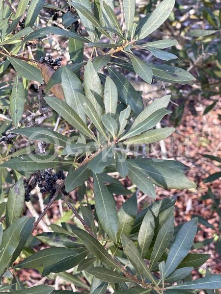 Green blooms; Semi-evergreen; Deciduous; Broadleaf; North American Native