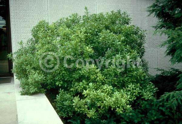 Green blooms; Semi-evergreen; Deciduous; Broadleaf; North American Native