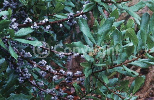 Green blooms; Semi-evergreen; Deciduous; Broadleaf; North American Native