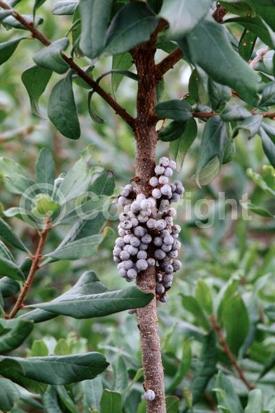 Green blooms; Semi-evergreen; Deciduous; Broadleaf; North American Native