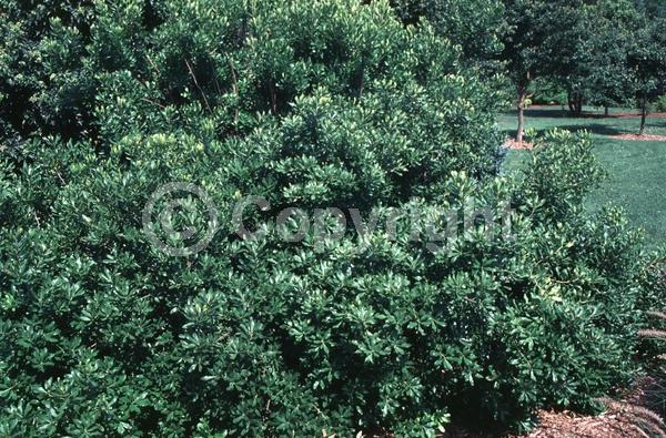 Green blooms; Semi-evergreen; Deciduous; Broadleaf; North American Native