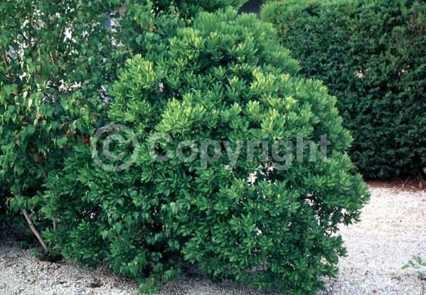 Green blooms; Semi-evergreen; Deciduous; Broadleaf; North American Native