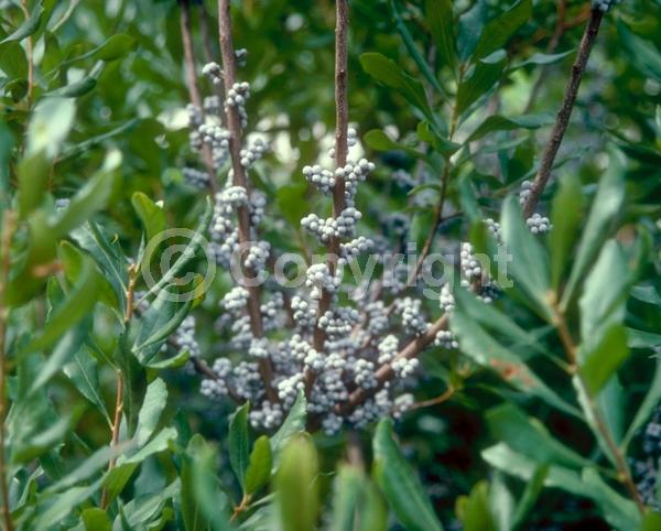 Green blooms; Semi-evergreen; Deciduous; Broadleaf; North American Native
