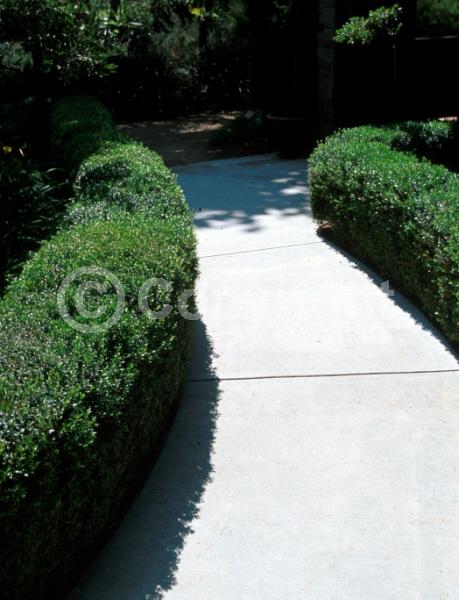 White blooms; Pink blooms; Evergreen