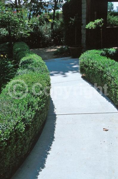 White blooms; Pink blooms; Evergreen