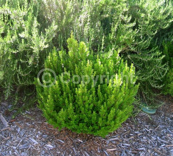 White blooms; Pink blooms; Evergreen