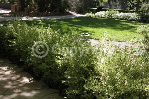 White blooms; Evergreen; 