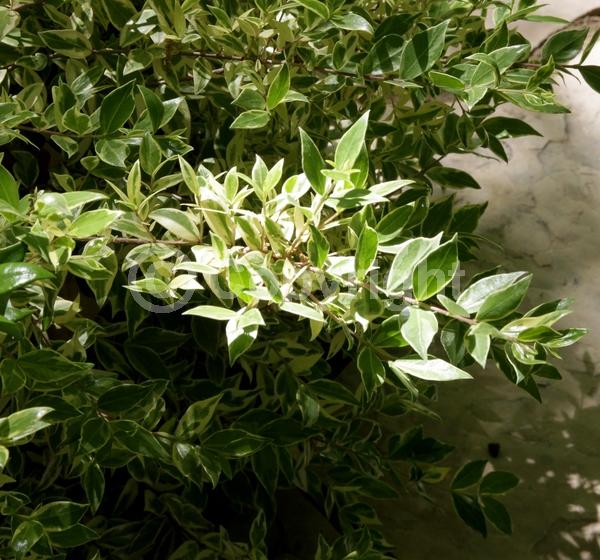 White blooms; Evergreen; 