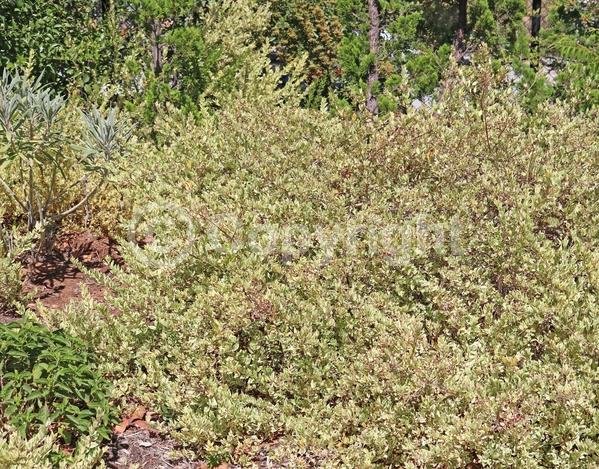 White blooms; Evergreen; 