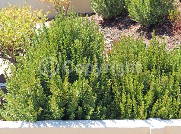 White blooms; Pink blooms; Evergreen