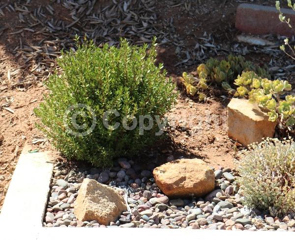 White blooms; Pink blooms; Evergreen