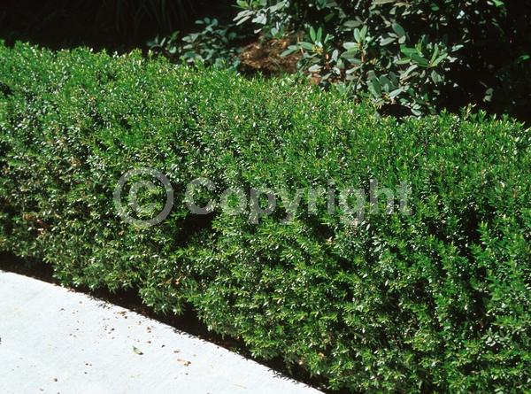 White blooms; Pink blooms; Evergreen