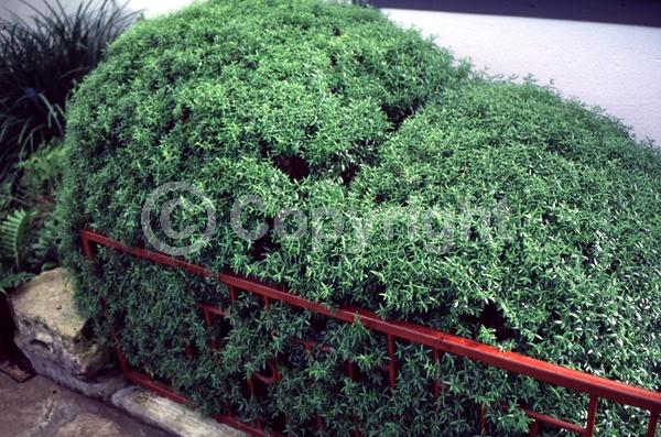 White blooms; Pink blooms; Evergreen