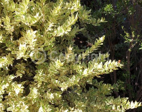 White blooms; Evergreen