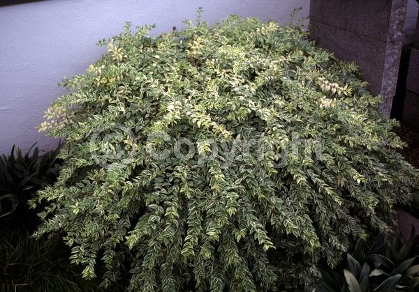 White blooms; Evergreen