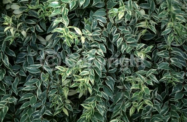 White blooms; Evergreen