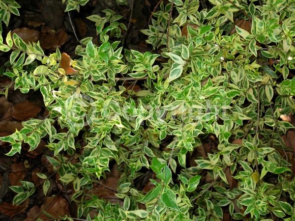 White blooms; Evergreen