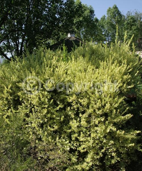 White blooms; Evergreen