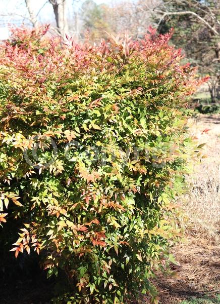 White blooms; Evergreen; Needles or needle-like leaf